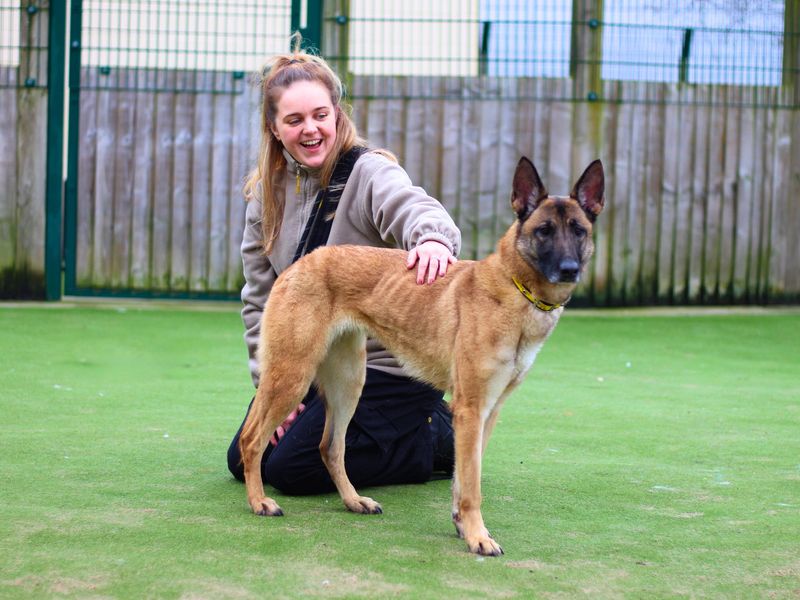 Darla | Belgian Shepherd Dog (Malinois) Cross | Manchester - 1