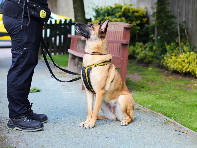 Darla | Belgian Shepherd Dog (Malinois) Cross | Manchester - 1