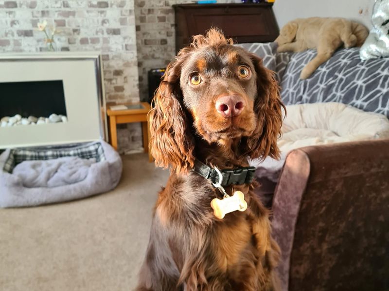 Remi for sale in Shoreham by Sea, West Sussex | Image 2