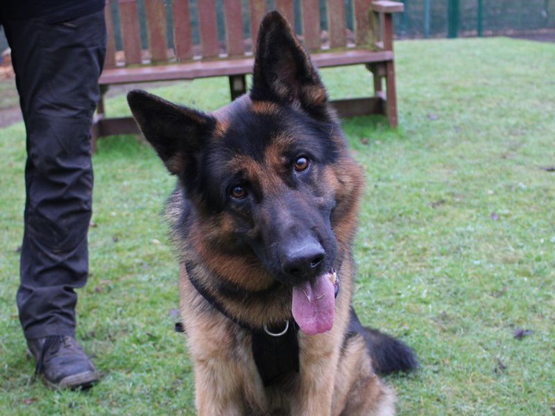 German Shepherd for adoption in Liverpool, Merseyside – 3 years old - Image 3 of 3