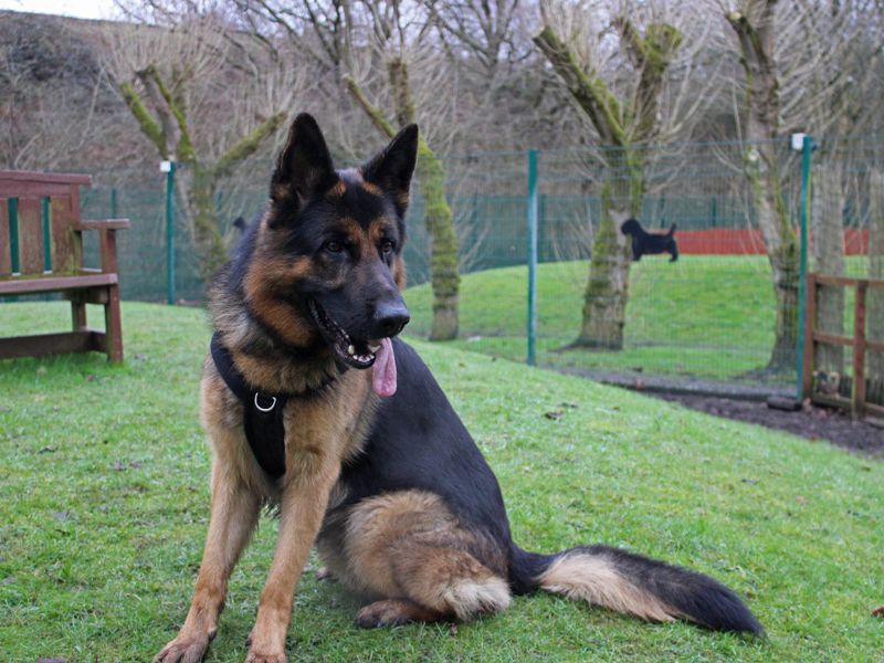 German Shepherd for adoption in Liverpool, Merseyside – 3 years old - Image 2 of 3