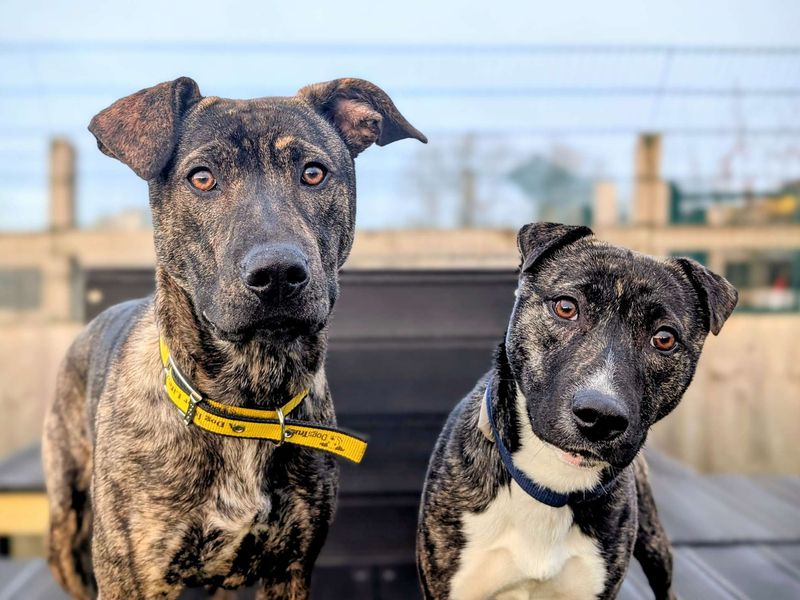 Staffordshire Bull Terrier for adoption in Cardiff / Caerdydd, South Glamorgan – 1 year old - Image 2 of 4