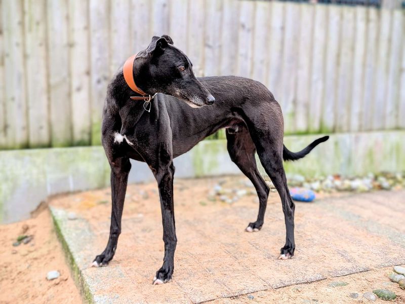 Emmett for sale in Cardiff, Glamorgan | Image 4