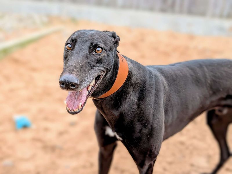Greyhound for adoption in Cardiff, Glamorgan – 6 years old
