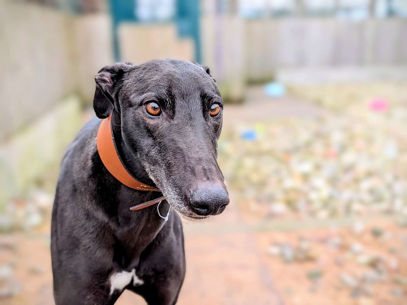 Emmett for sale in Cardiff, Glamorgan | Image 2