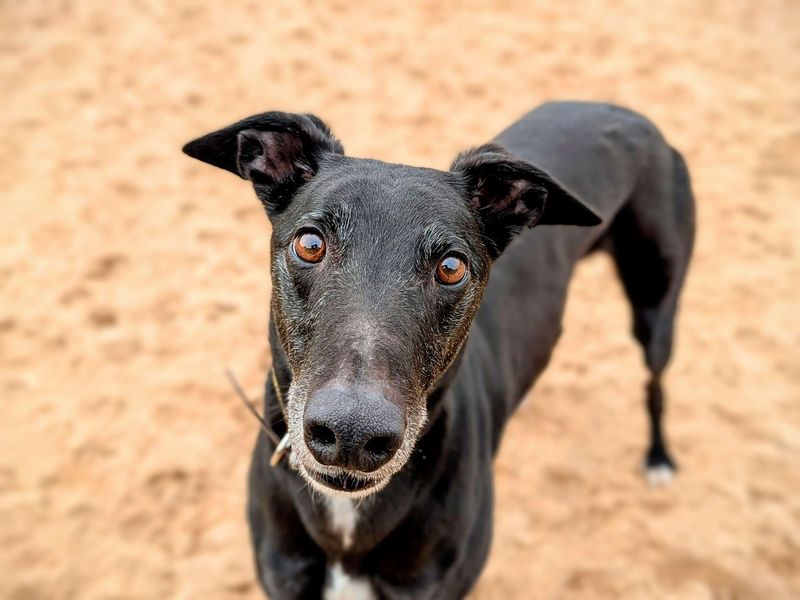 Greyhound for adoption in Cardiff, Glamorgan – 5 years old