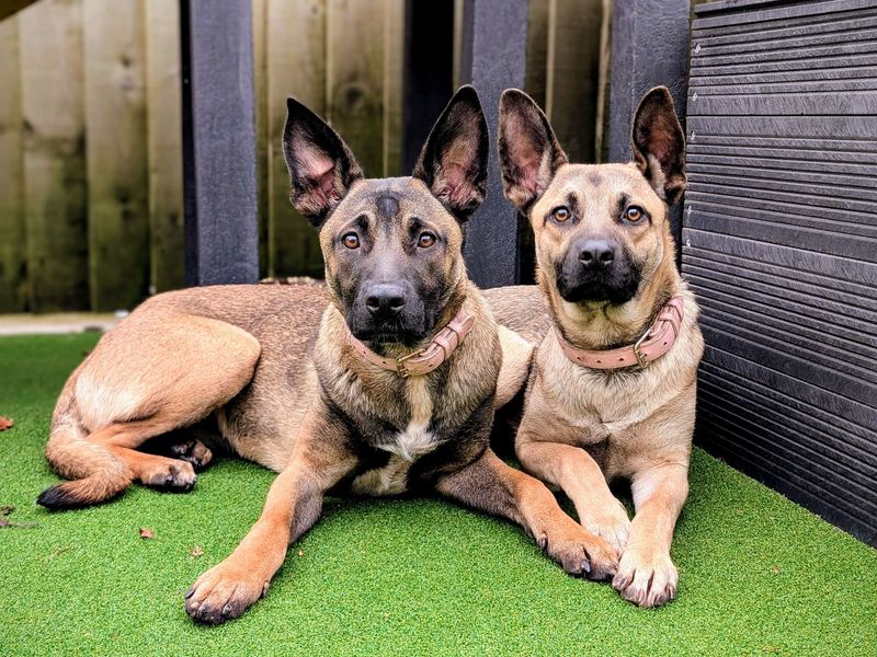 German Shepherd for adoption in Cardiff, Glamorgan – 1 year old - Image 3 of 4