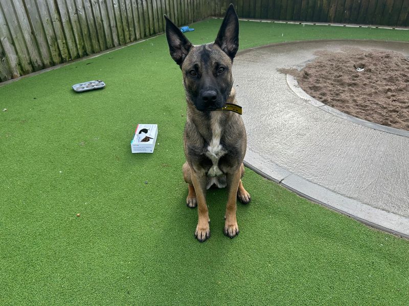German Shepherd for adoption in Cardiff, Glamorgan – 1 year old - Image 2 of 4