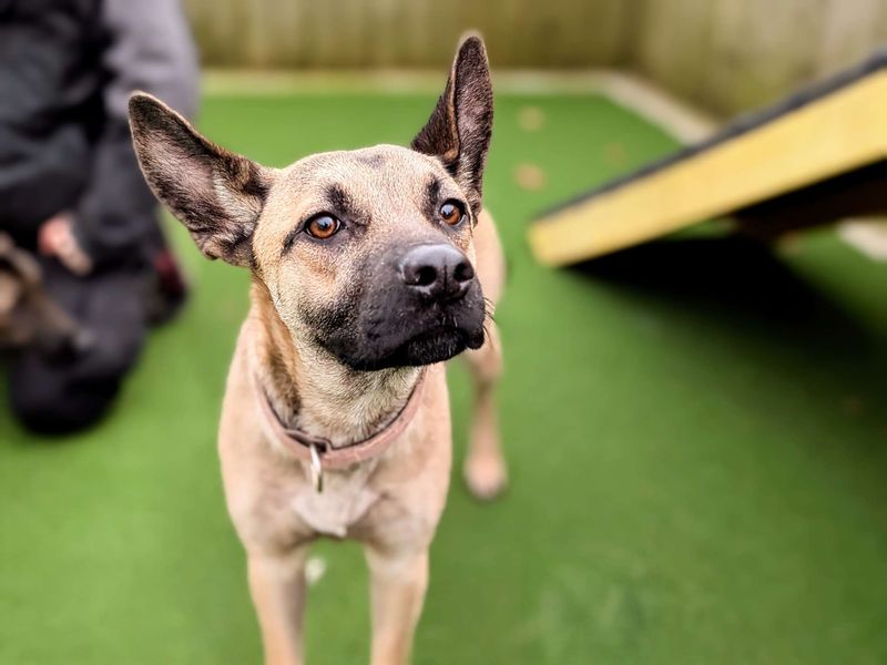 German Shepherd for adoption in Cardiff, Glamorgan – 1 year old - Image 3 of 3