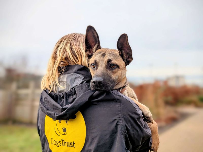 German Shepherd for adoption in Cardiff, Glamorgan – 1 year old