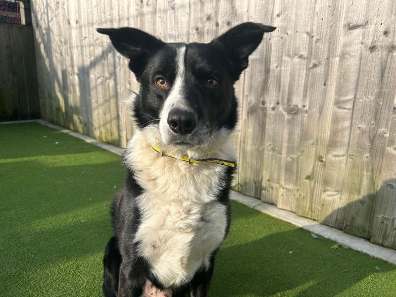 Border Collie for adoption in Cardiff, Glamorgan – 10 years old