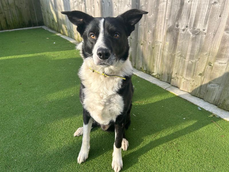 Jake for sale in Cardiff, Glamorgan | Image 2