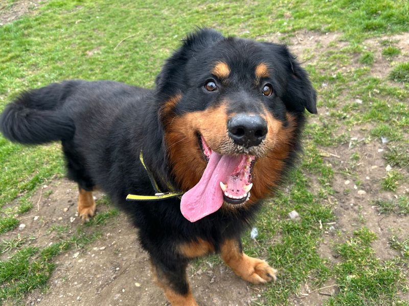 Doberman for adoption in Snetterton, Norfolk – 8 years old - Image 2 of 2