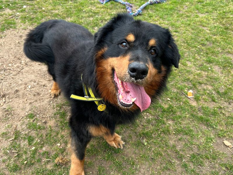 Doberman for adoption in Snetterton, Norfolk – 8 years old