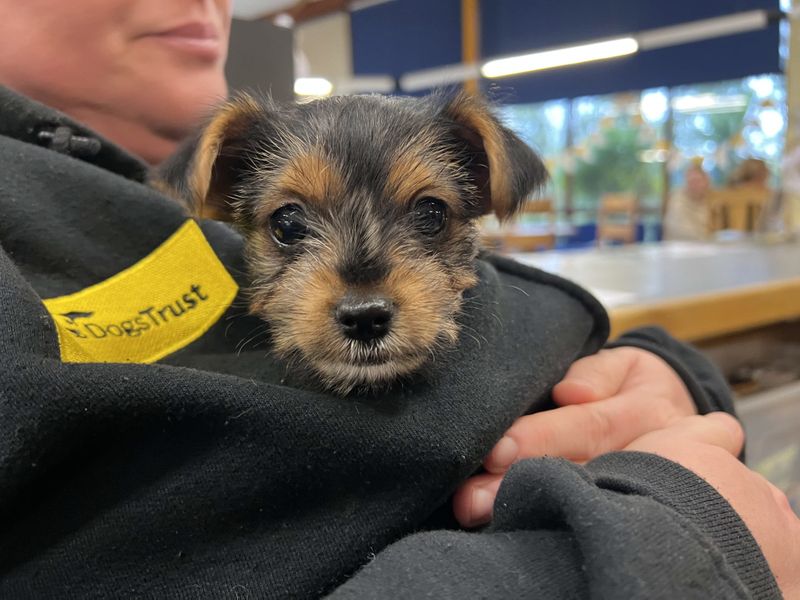 Terrier Dog Yorkie Rescue Centres Dog Rehoming Border Terrier