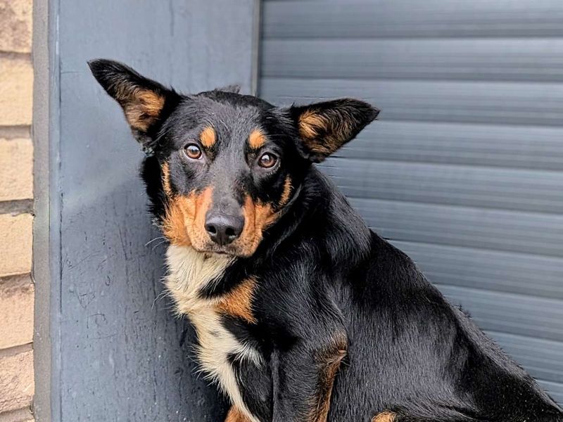Border Collie for adoption in Cardiff, Glamorgan – 1 year old