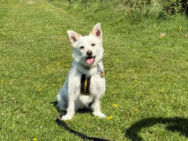 Chino for sale in Telford, Shropshire