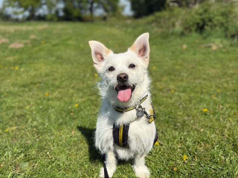 Chino for sale in Telford, Shropshire | Image 2