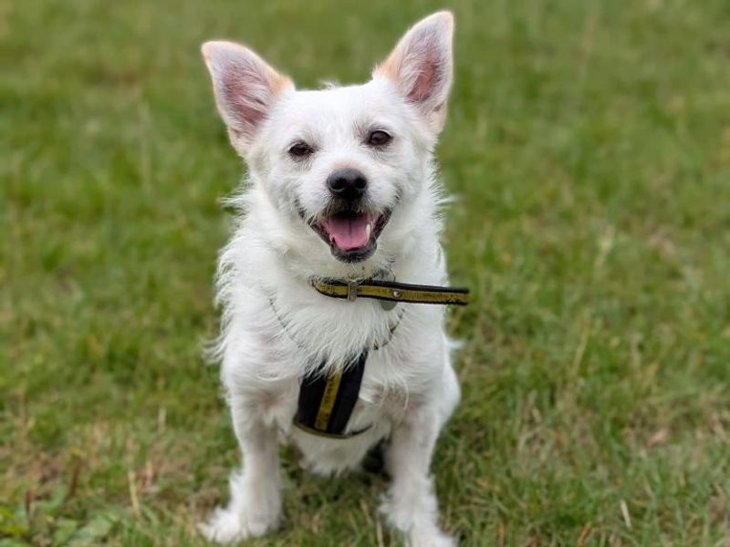 undefined | Shih Tzu Cross | undefined - 11