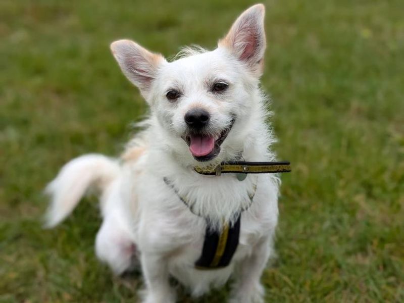 undefined | Shih Tzu Cross | undefined - 9