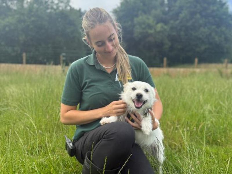 Chino | Shih Tzu Cross | Shrewsbury (Shropshire) - 1