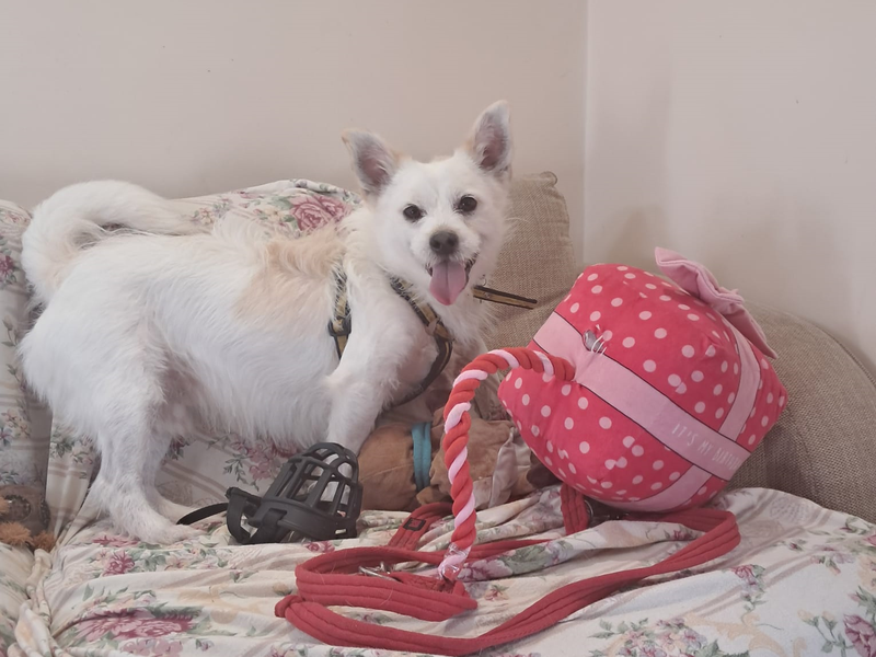 Chino | Shih Tzu Cross | Shrewsbury (Shropshire) - 1