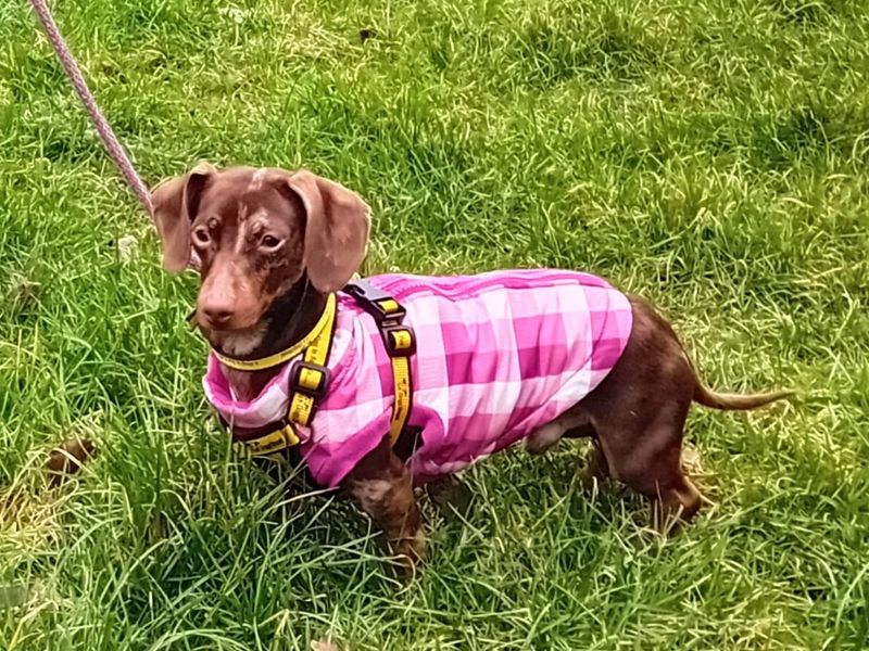 Dachshund for adoption in Snetterton, Norfolk – 2 years old - Image 2 of 2