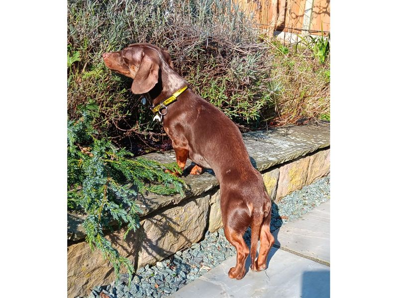 Dachshund for adoption in Snetterton, Norfolk – 2 years old