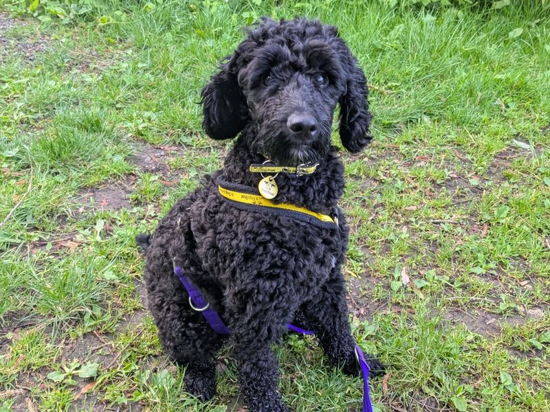 Milo - Image 3 of 3