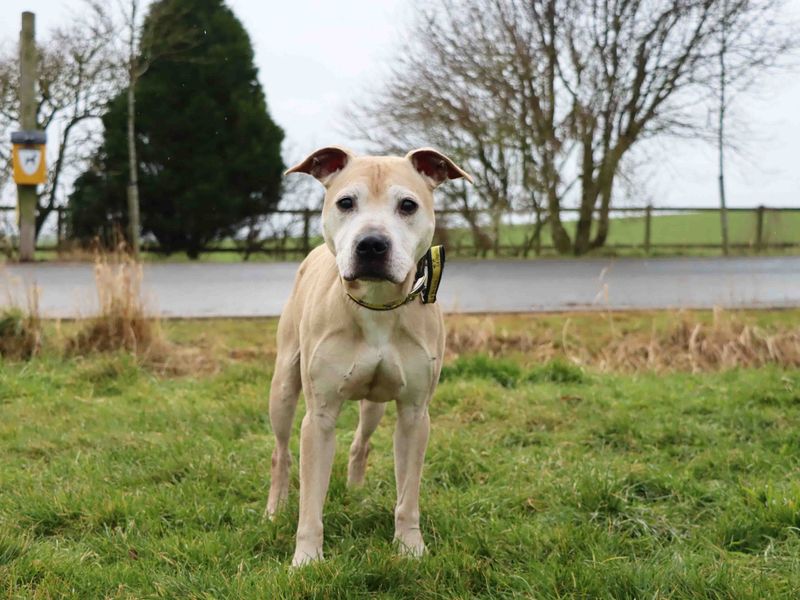 Steven for sale in Sadberge, Co Durham - Image 1