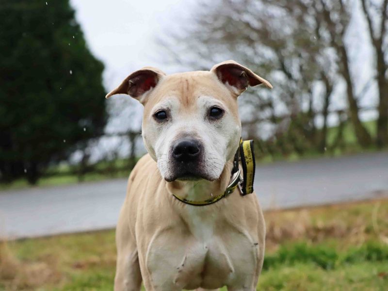 Steven for sale in Sadberge, Co Durham | Image 3