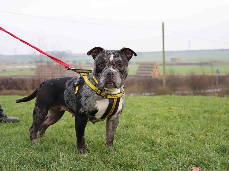 Whitney for sale in Sadberge, Co Durham - Image 2