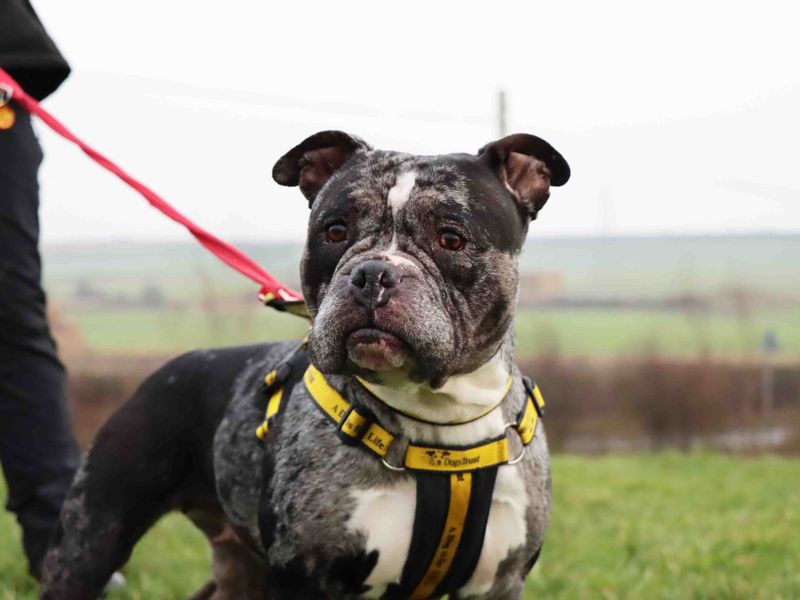 English Bulldog for adoption in Sadberge, Co Durham – 3 years old - Image 3 of 3
