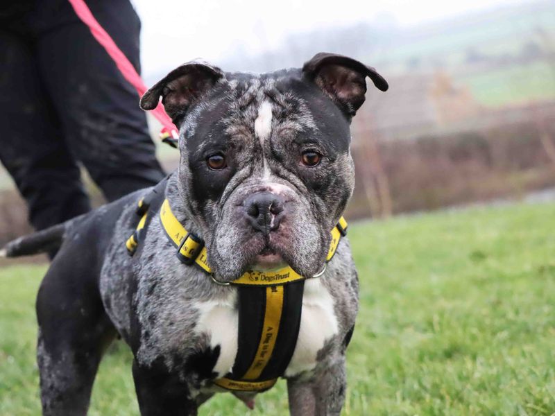 English Bulldog for adoption in Sadberge, Co Durham – 3 years old