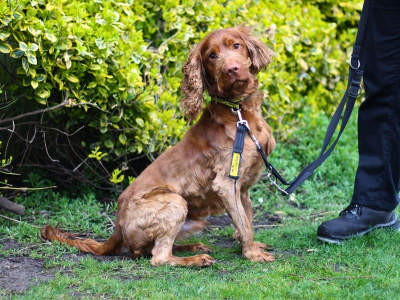 Bodhi for sale in Manchester, Greater Manchester