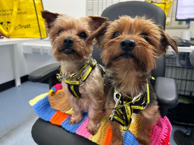 Yorkshire Terrier for adoption in Ballymena, Co Antrim – 9 years old - Image 2 of 2