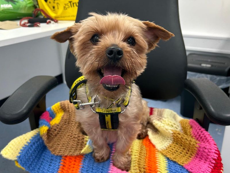 Yorkshire Terrier for adoption in Ballymena, Co Antrim – 9 years old - Image 1 of 2