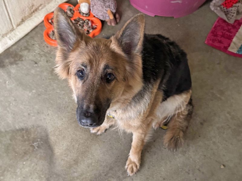 German Shepherd for adoption in Wickford, Essex – 7 years old - Image 3 of 3