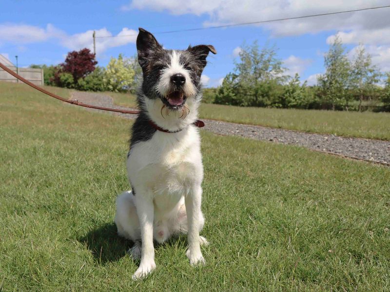 Barney for sale in Sadberge, Co Durham