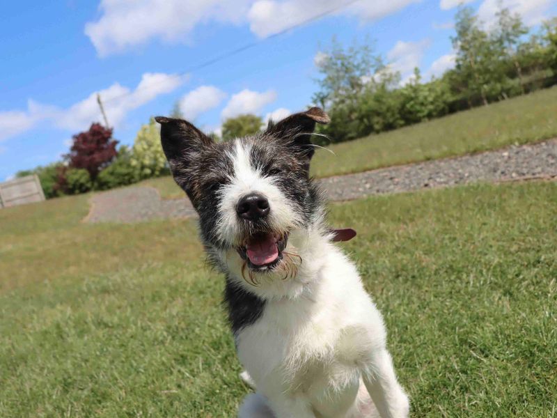 Barney for sale in Sadberge, Co Durham | Image 2