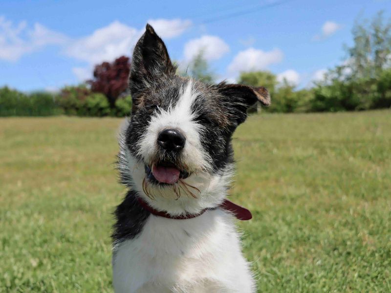 Barney for sale in Sadberge, Co Durham | Image 3