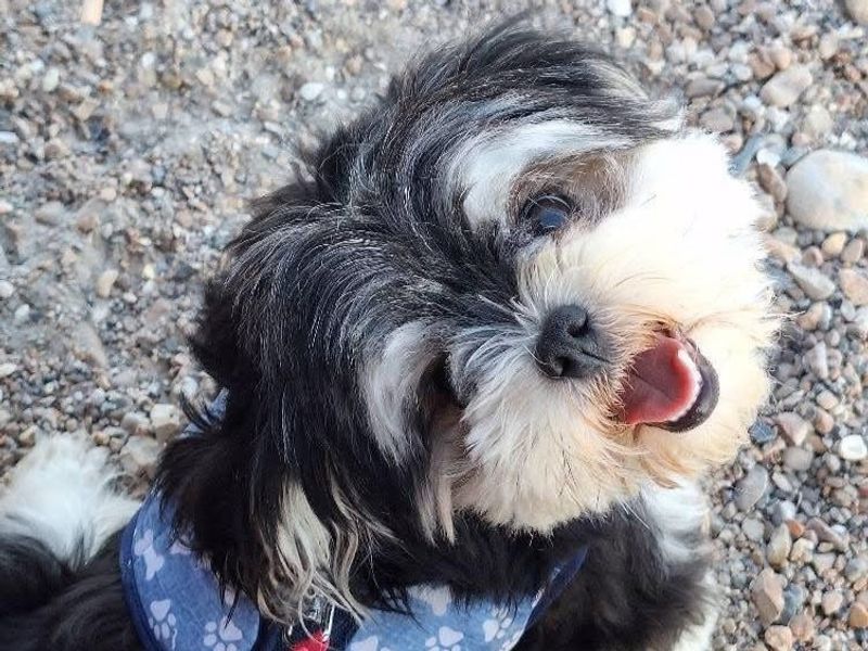 Millie | Pomeranian Cross | Shoreham (Sussex) - 2