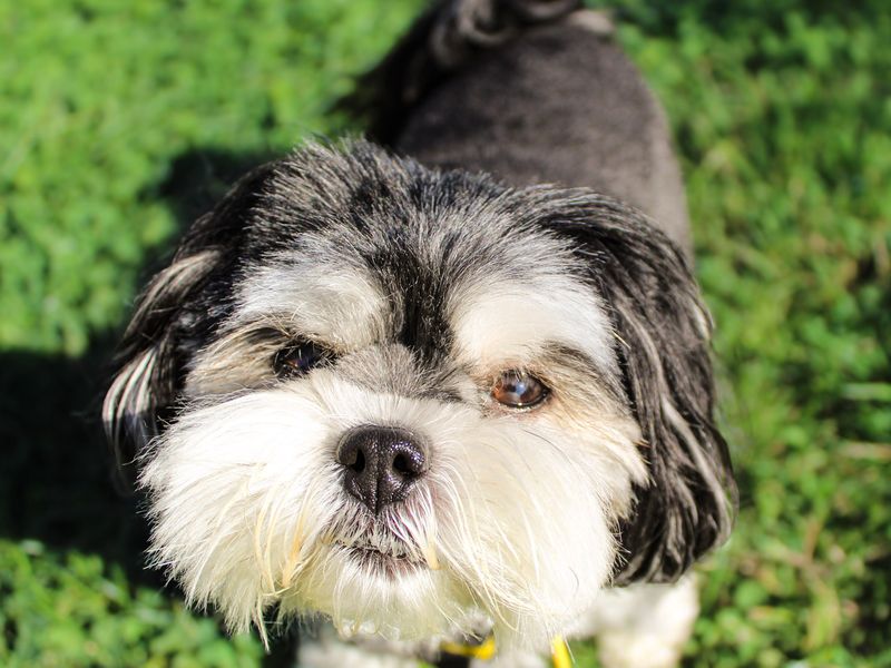 Millie | Pomeranian Cross | Shoreham (Sussex) - 4