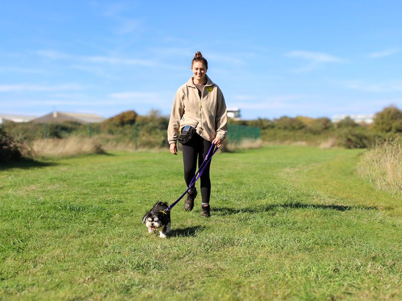 Millie | Pomeranian Cross | Shoreham (Sussex) - 3