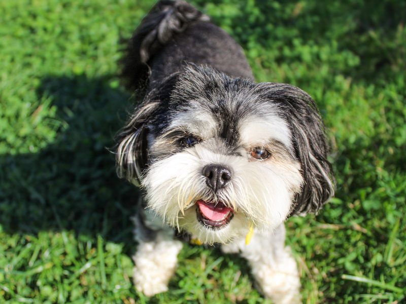 Pomeranian Dogs And Puppies For Adoption