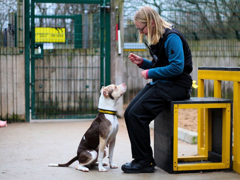 Staffordshire Bull Terrier for adoption in Manchester, Greater Manchester – 4 years old - Image 2 of 4