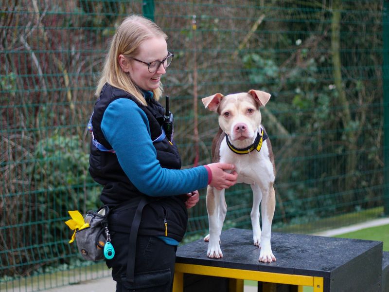 Staffordshire Bull Terrier for adoption in Manchester, Greater Manchester – 4 years old - Image 4 of 4