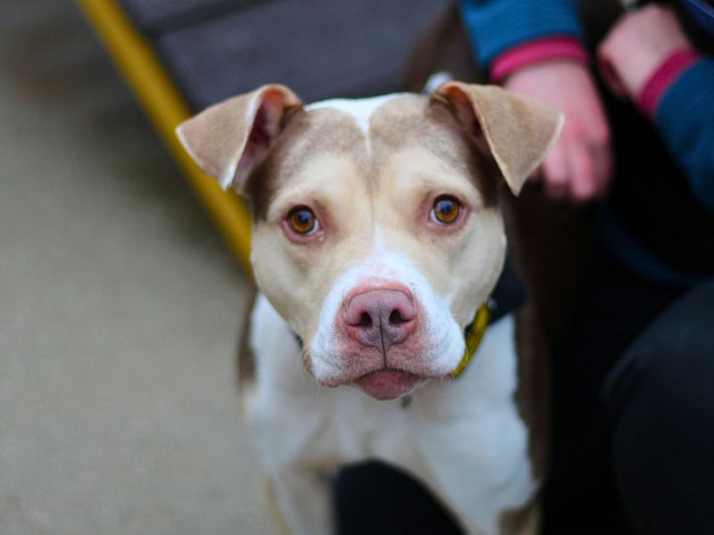 Staffordshire Bull Terrier for adoption in Manchester, Greater Manchester – 4 years old - Image 3 of 4