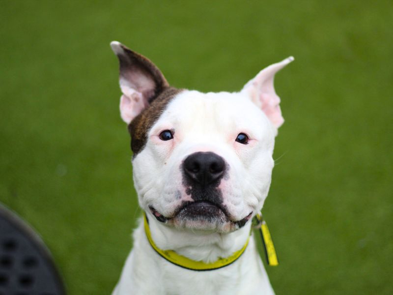 Cyrus for sale in Manchester, Greater Manchester | Image 2