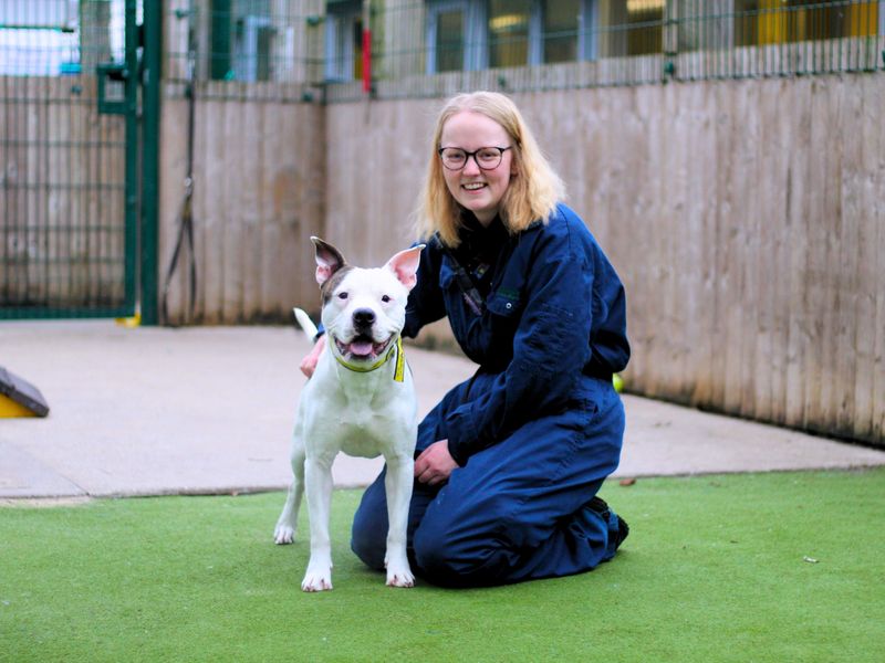 Staffordshire Bull Terrier for adoption in Manchester, Greater Manchester – 2 years old - Image 3 of 5